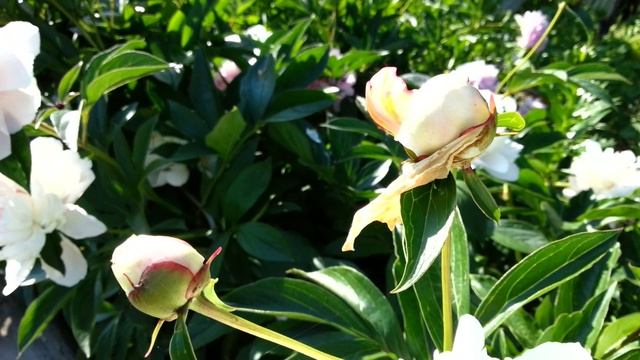 Бутоны пиона