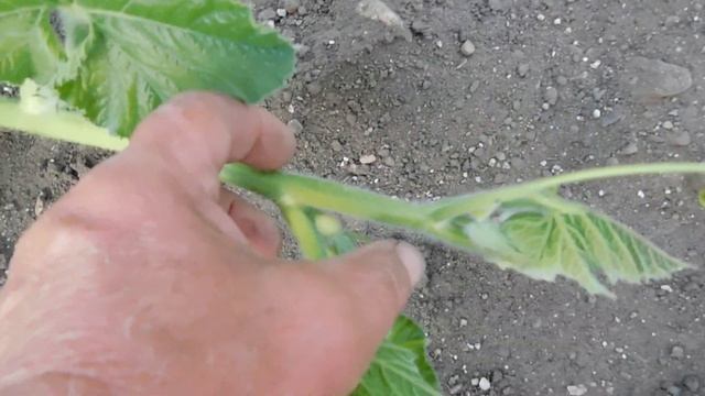 Giant Pumpkin bury vines and Drip Tape Irragation смотреть онлайн