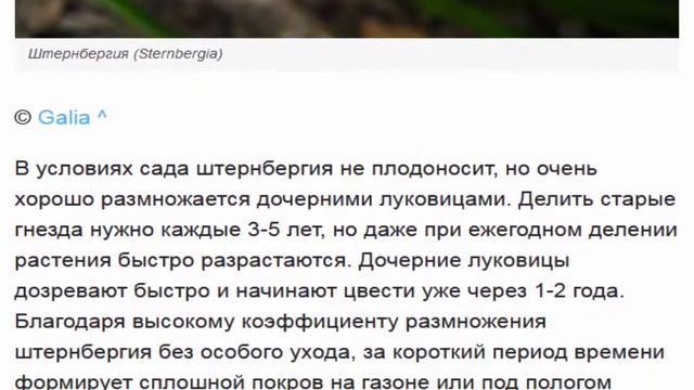 Штернбергия мал золотник, да дорог смотреть онлайн