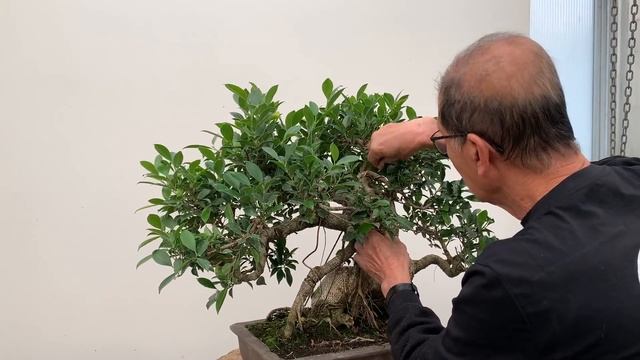 Shaping Ficus Bonsai - Part 1 смотреть онлайн