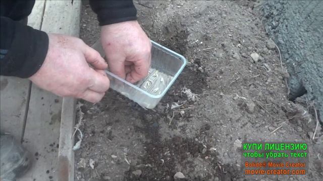 Посадка семян огурцов в теплице! смотреть онлайн