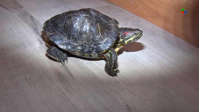 Семья лесничан выловила из едва оттаявшего водоема весьма необычных животных