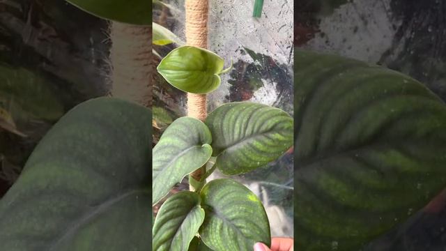 Scindapsus Jade Satin