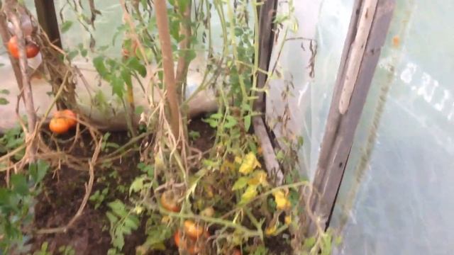 Сентябрьское видео с дачи. Собираю помидорки) смотреть онлайн