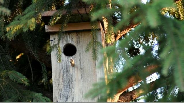 Скворец обустраивает гнездо. смотреть онлайн