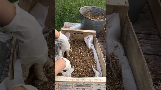 Хранение георгинов смотреть онлайн