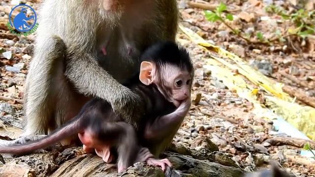 Adorable baby monkey Mirano tries to drink milk, baby Mirano so healthy смотреть онлайн