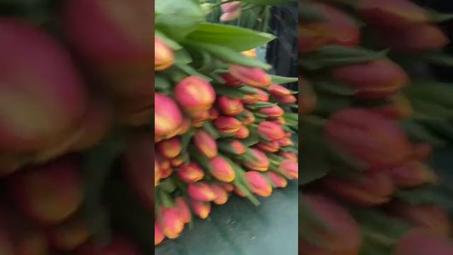 Выгонка тюльпана к 8 марта смотреть онлайн