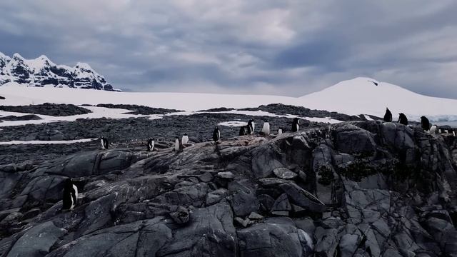 Адская боль: Вырвал руку посреди океана в Антарктиде / Что со мной произошло на самом деле? / Лядов смотреть онлайн