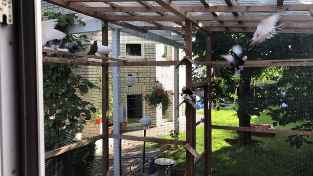 Tauben Голуби Германия