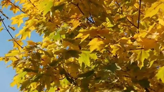 Вадим Козин u0027Осень u0027 Vadim Kozin u0027Autumn u0027 смотреть онлайн
