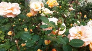 РОЗА ШЁНЕ ФОМ ЗЕЕ 🌹🌹🌹 ДАРИТ ПЫШНОЕ НЕПРЕРЫВНОЕ ЦВЕТЕНИЕ 🤩💙💜💚🌹🌹🌹...