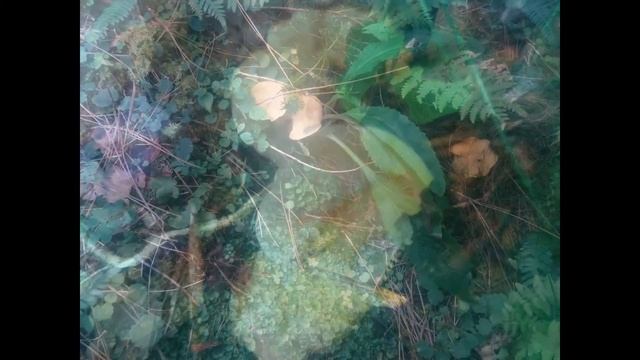 Cantharellus Cibarius, Rebozuelo ,zizahori ,tubaeformis agosto 2016 смотреть онлайн