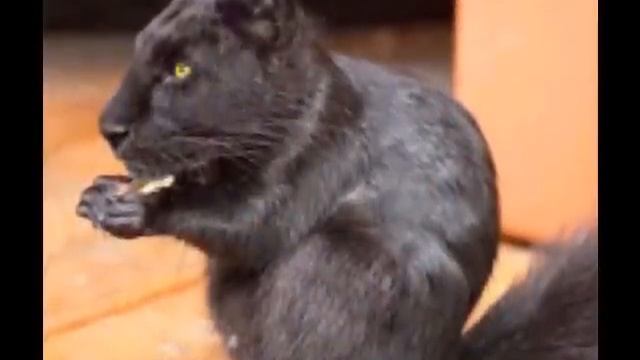 HYBRID ANIMALS смотреть онлайн