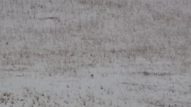 Dispatching Coyotes From 1085 Yards! - Long Range Hunting смотреть онлайн