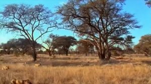 Охота Гиеновидных Собак, Гиеновидные Собаки убивают_