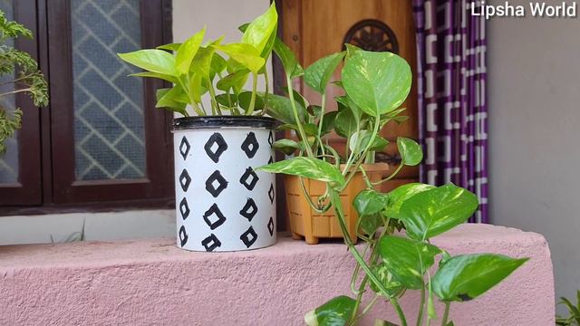 Collection of my ornamental indoor plants with names, Top 20 Shade loving Ornamental Indoor Plants смотреть онлайн