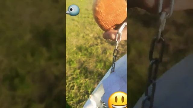кормушка из сока? смотреть онлайн