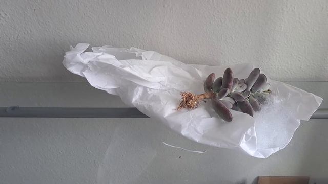 KOREAN SUCCULENT UNBOXING/Haul смотреть онлайн