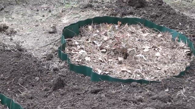 Особенности посадки голубики на садовом участке. смотреть онлайн