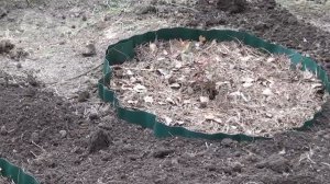 Особенности посадки голубики на садовом участке.