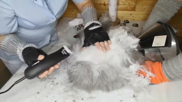 Видео-урок15 с комментарием бесплатно по стрижке собак и кошек. Спина у кошки. смотреть онлайн