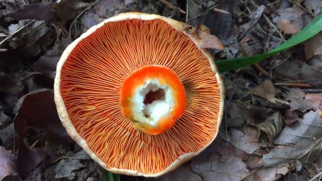 Lactarius deliciosus- Rujnica- Saffron Milk Cap- Der Edel-Reizker oder Echte Reizker смотреть онлайн