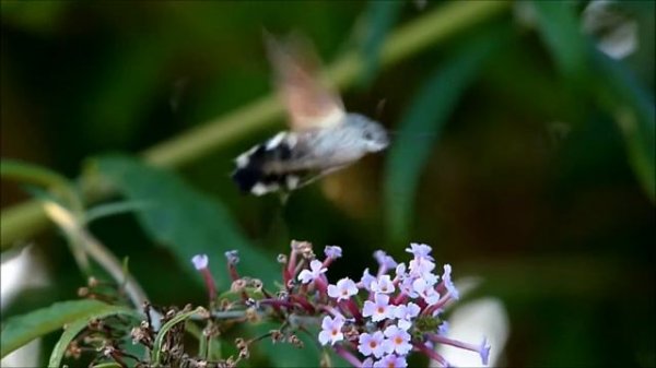 Kolibrievlinder / Colibri butterfly /  Macroglossum stellatarum weer op TEXEL