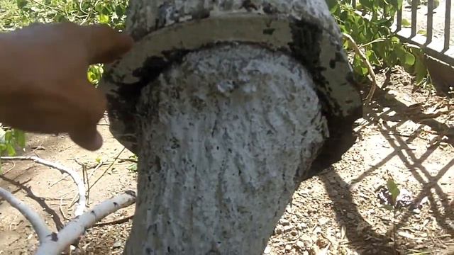 Живучие дерево . Не кому не пожелаешь такого. Уральск смотреть онлайн