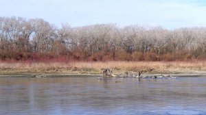 Асет халидова - Лезгинка 2022 ЧЕЧЕНСКАЯ МУЗЫКА НОВАЯ