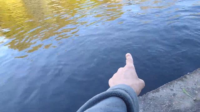 Дразню гусей пальцем, и черного лебедя. смотреть онлайн