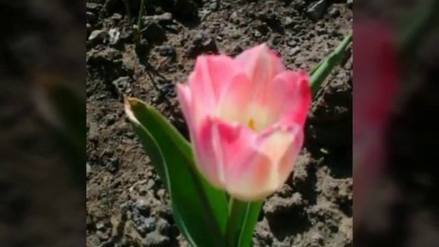 Самые ранние тюльпаны, миндаль . смотреть онлайн