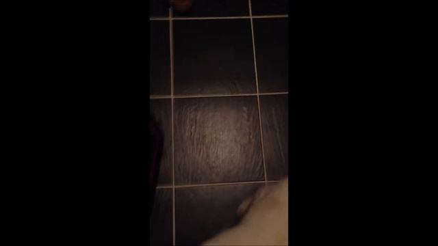 Ragdoll cats videos: Lilac and Seal point Mitted - part 1 смотреть онлайн
