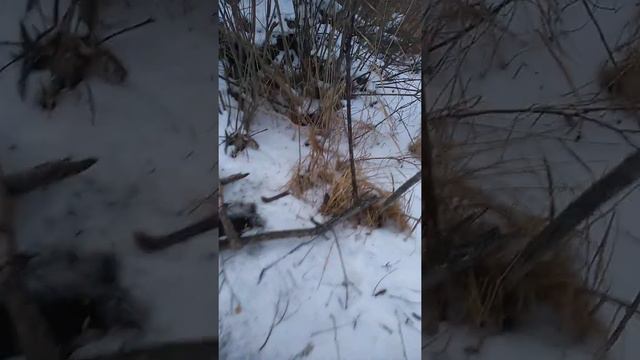 ловля бобров зимой. смотреть онлайн