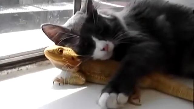 Кот и ящерица Прикол! смотреть онлайн