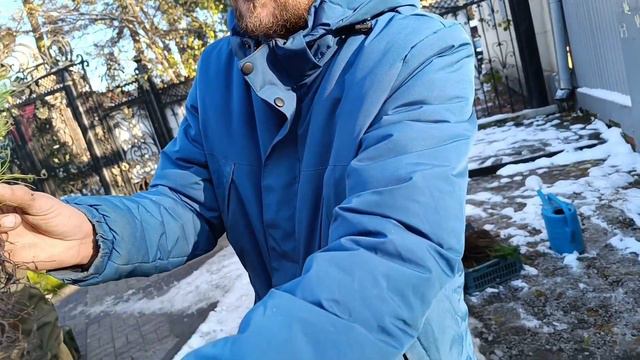 Кому звенящих кедров из Краснодара? смотреть онлайн