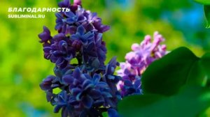 Благодарность. Ощущение Благодарности. Скрытые Аффирмации. Саблиминал.mp4