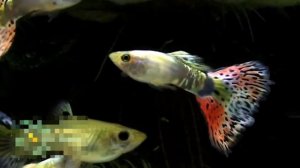 Топ 10 рыбок для начинающих аквариумистов | 10 рыбок для новичков