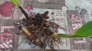 КАННА,деление,зимовка.