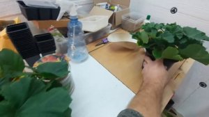 КАЛЬЦИЕВАЯ СЕЛИТРА ! важная подкормка для ваших растений!