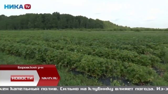 Фермерская клубника Колбеев Дмитрий смотреть онлайн