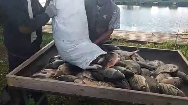 Дурниха. У нас клево смотреть онлайн