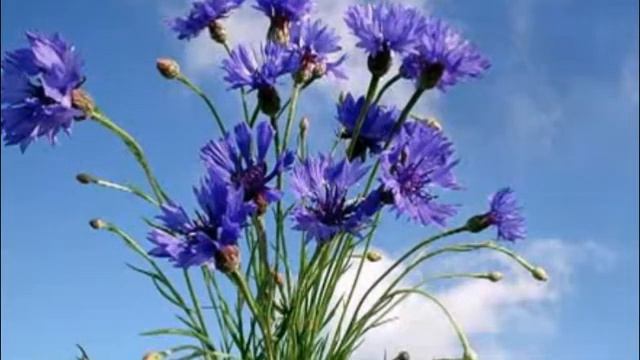 Полевые цветы смотреть онлайн