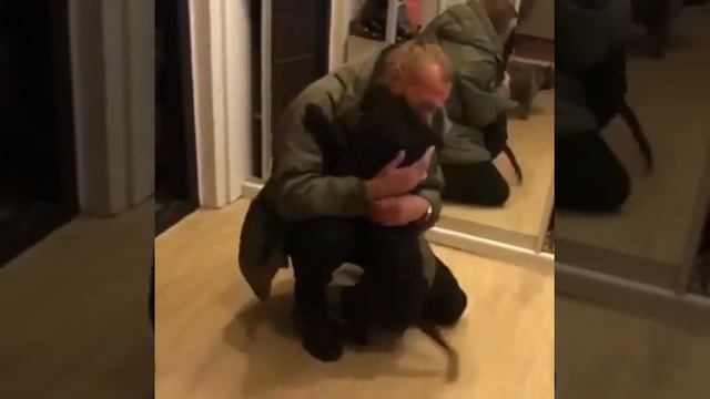 Staffordshire bull terrier “turns on” its owner 😍 Стаффордширский бультерьер «нападает» на хозяина смотреть онлайн
