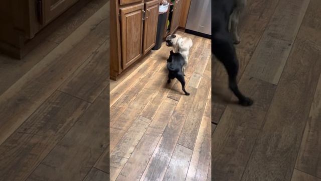 Pug Wars part 1 смотреть онлайн