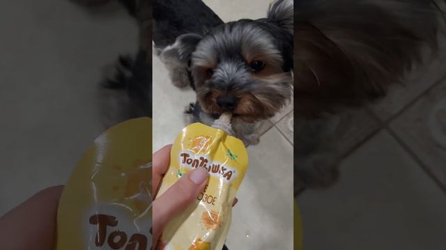 Смешные животные, щенок и котенок. Funny animals puppy and kitten.#21 🐈 🐕 😁 🐱 🥰 🐈 🐕 😁 смотреть онлайн