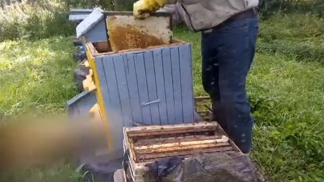 Заселение роя в улей смотреть онлайн