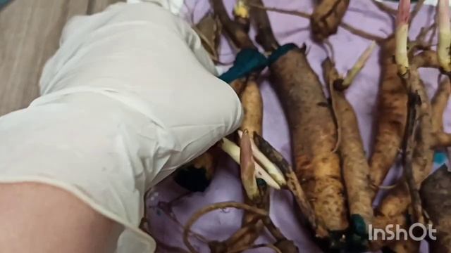 Спасаю пионы от верной гибели! смотреть онлайн