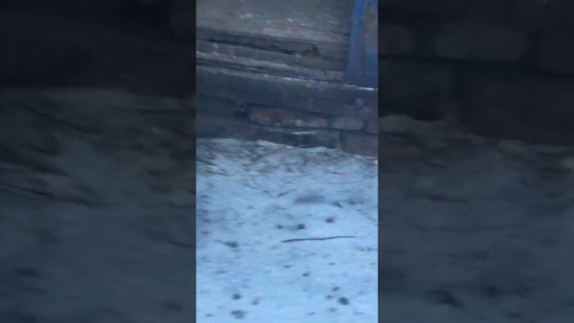 Зимний полёт Пакистанских голубей. Город Курган. смотреть онлайн