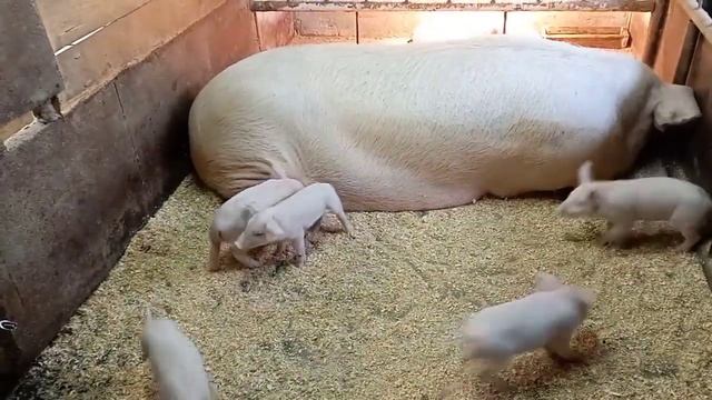 Поросята растут, прикормка работает. Свиноматку перевел на кашу. смотреть онлайн